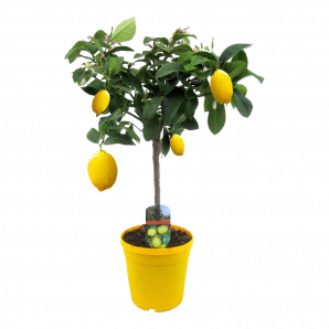 Citrus Lemon - Citroenboom op stam - p19 h60