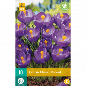 Crocus Flower Record - 10st - Bloembollen - JUB Holland
