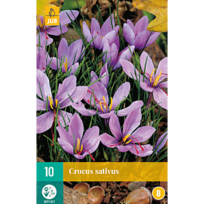 Crocus sativus - 10st - Bloembollen - JUB Holland