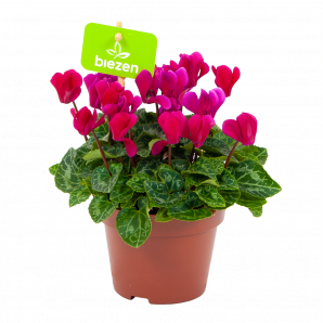 cyclaam persicum-alpenviooltje-bloeiende kamerplanten-potmaat 11cm-hoogte 20cm-bloemkleur paars-biezen-label