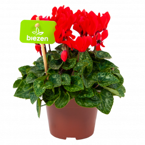 cyclaam persicum-alpenviooltje-bloeiende kamerplanten-potmaat 11cm-hoogte 20cm-bloemkleur rood-biezen-label