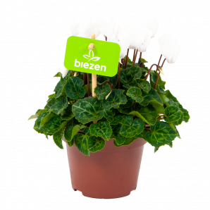 cyclaam persicum-alpenviooltje-bloeiende kamerplanten-potmaat 11cm-hoogte 20cm-bloemkleur wit-biezen-label