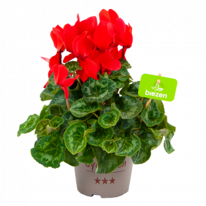 cyclaam persicum-alpenviooltje-bloeiende kamerplanten-potmaat 13cm-hoogte 30cm-bloemkleur rood-biezen-label