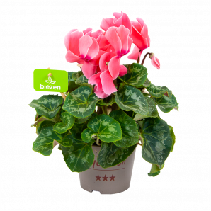 cyclaam persicum-alpenviooltje-bloeiende kamerplanten-potmaat 13cm-hoogte 30cm-bloemkleur roze-biezen-label