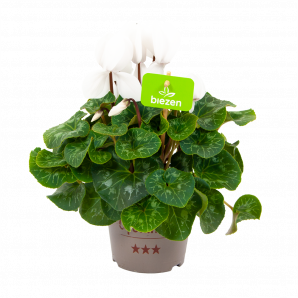 cyclaam persicum-alpenviooltje-bloeiende kamerplanten-potmaat 13cm-hoogte 30cm-bloemkleur wit-biezen-label