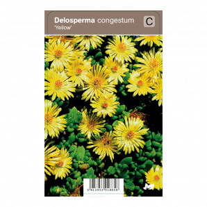 Delosperma congestum ‘Yellow’ - Middagsbloem - p9 - Geel