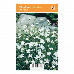 Dianthus deltoides ‘Albiflorus’ - Steenanjer - p9 - Wit