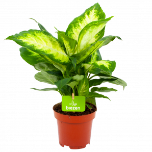 dieffenbachia camilla-groene kamerplanten-potmaat 12cm-hoogte 40cm-biezen-label