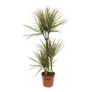 Dracaena Marginata Sunray - Op stam - Drakenbloedboom - p21 h120 - Kamerplant