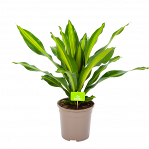 Dracaena Burley - Drakenbloedboom - p24 h90 - Groene kamerplanten - biezen voor