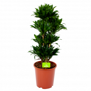 Dracaena Compacta - Vertakt - Drakenbloedboom - p27 h100 - Groene kamerplanten  - biezen voor