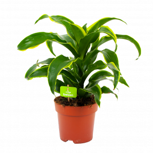 Dracaena Dorado - Drakenbloedboom - p17 h45 - Groene kamerplanten - biezen voor