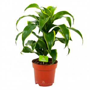 dracaena dorado-drakenbloedboom-groene kamerplanten-potmaat 17cm-hoogte 55cm-biezen-label