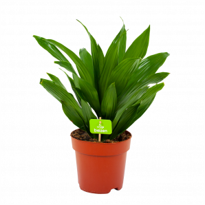 dracaena green jewel-drakenbloedboom-groene kamerplanten-potmaat 17cm-hoogte 45cm-biezen-label