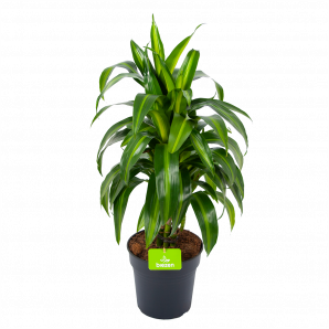 Dracaena Hawaiiana - Vertrakt - Drakenbloedboom - p21 h80 - Groene kamerplanten - biezen voor
