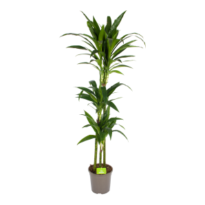 Dracaena Janet craig - Op stam - Drakenbloedboom - p24 h140 - Kamerplant - Groene kamerplanten - biezen voor
