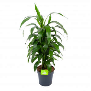 Dracaena Janet Craig - Vertrakt - Drakenbloedboom - p21 h80 - Groene kamerplanten - biezen voor