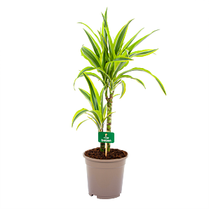 dracaena lemon lime-op stam-drakenbloedboom-groene kamerplanten-potmaat 17cm-hoogte 65cm-biezen-label