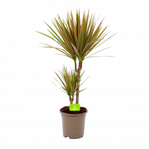 Dracaena Marginata Bicolor - Op stam - Drakenbloedboom - p17 h75 - Groene kamerplanten - biezen voor