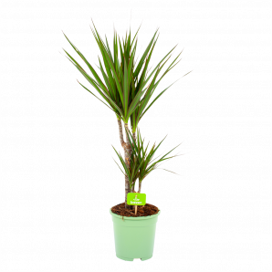 dracaena marginata groen-op stam-drakenbloedboom-groene kamerplanten-potmaat 17cm-hoogte 70cm-biezen-label