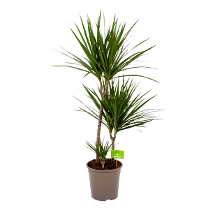dracaena marginata groen-op stam-drakenbloedboom-groene kamerplanten-potmaat 24cm-hoogte 100cm-biezen-label