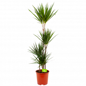 Dracaena Marginata 'Groen' - Op stam - Drakenbloedboom - p24 h150 - Groene kamerplanten - biezen label