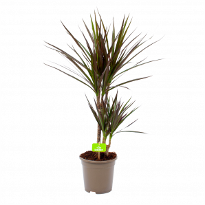 Dracaena Marginata Magenta - Op stam - Drakenbloedboom - p17 h75 - Groene kamerplanten - biezen voor