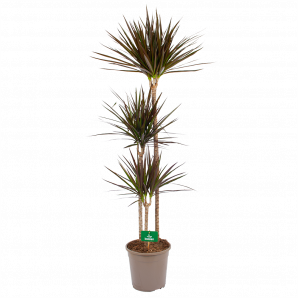 Dracaena Marginata Magenta - Op stam - Drakenbloedboom - p24 h140 - Kamerplant - Groene kamerplanten - biezen voor