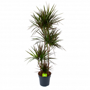 Dracaena Marginata Magenta - Op stam - Drakenbloedboom - p27 h150 - Groene kamerplanten - biezen voor
