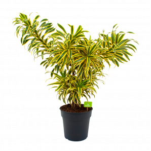 dracaena reflexa song of india-vertakt-drakenbloedboom-groene kamerplanten-potmaat 24cm-hoogte 80cm-biezen-label