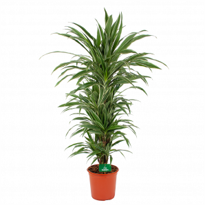 Dracaena Warneckei - Vertakt - Drakenbloedboom - p24 h110 - Kamerplant - Groene kamerplanten - biezen voor