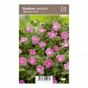 Erodium variabile ‘Bishop’s Form’ - Reigersbek - p9 - roze