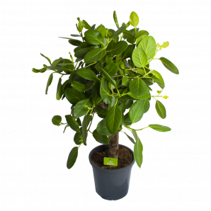 Ficus Benghalensis Audrey op stam - Groene Vijg - p31 h120 - Groene kamerplanten - biezen voor