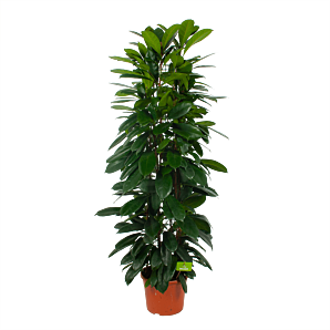 Ficus Cyathistipula - Groene Vijg - op Zuil - p29 h150 - Groene kamerplanten - biezen voor
