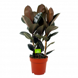 ficus elastica abidjan-treurvijg-groene kamerplanten-potmaat 27cm-hoogte 100cm-biezen-rechts