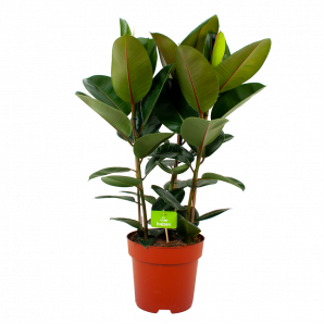 ficus elastica robusta-waringin-groene kamerplanten-potmaat 27cm-hoogte 100cm-biezen-label