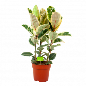 ficus elastica tineke-treurvijg-groene kamerplanten-potmaat 27cm-hoogte 100cm-biezen-label
