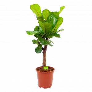 Ficus Lyrata - Tabaksplant - p27 h110 - Groene kamerplanten - biezen voor