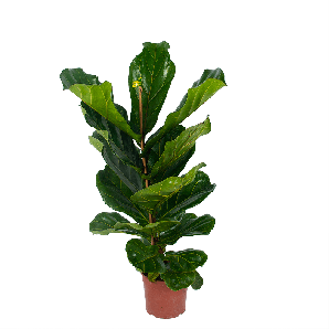 Ficus Lyrata - Tabaksplant - Toef - p17 h90 - Groene kamerplanten - biezen voor