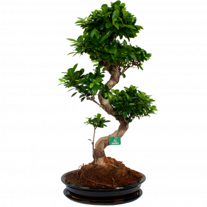 ficus microcarpa ginseng-bonsai-groene kamerplanten-potmaat 42cm-hoogte 90cm-biezen-label
