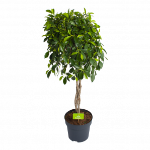 Ficus Microcarpa Nitida op gevlochten stam - Treurvijg - p24 h100 - Groene kamerplanten - biezen voor