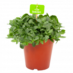fittonia verschaffelli-mozaïekplant-groene kamerplanten-potmaat 15cm-hoogte 25cm-biezen-label