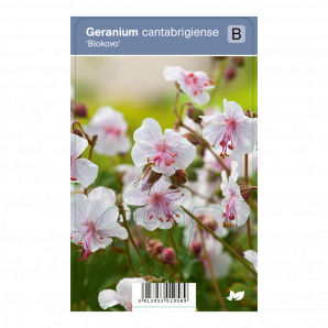 Geranium cantabrigiense ‘Biokovo’ - Ooievaarsbek - p9 - wit