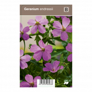Geranium endressii - Ooievaarsbek - p9 - roze