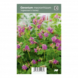 Geranium macrorrhizum ‘Ingwersen's Variety’ - Ooievaarsbek - p9 - roze