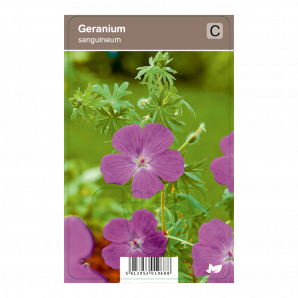 Geranium sanguineum - Bloed-ooievaarsbek - p9 - roze