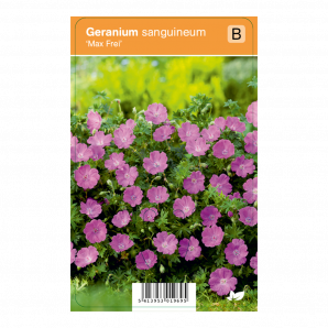 Geranium sanguineum ‘Max Frei’ - Ooievaarsbek - p9 - roze
