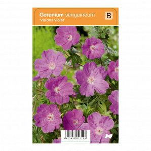 Geranium sanguineum ‘Visions Violet’ - Ooievaarsbek - p9 - paars