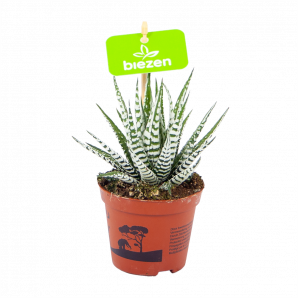 haworthia fasciata alba-zebraplant-cactussen-vetplanten-potmaat 8cm-hoogte 15cm-biezen-label