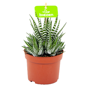 haworthia fasciata big band-zebraplant-cactussen-vetplanten-potmaat 11cm-hoogte 15cm-biezen-label